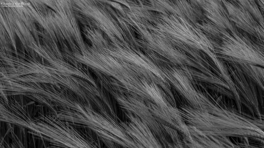ChasingTheWind_Blank